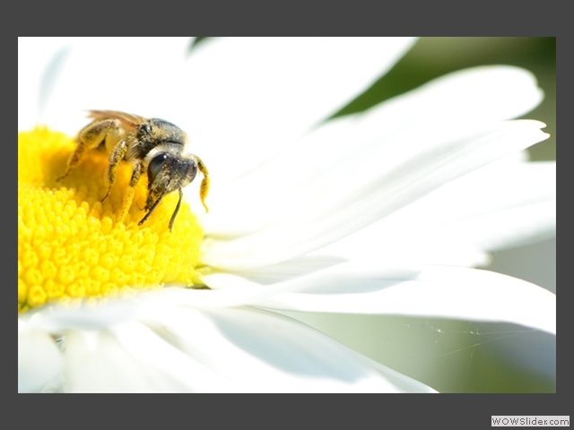 Le pollen est d'or I