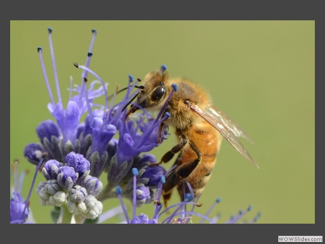 Regard de miel