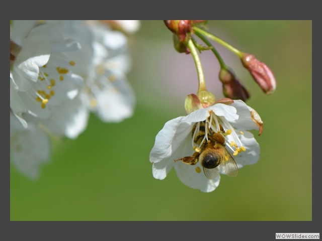 Sous les jupes des fleurs