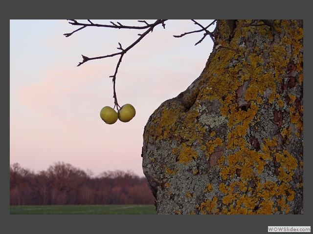 Croque croupe