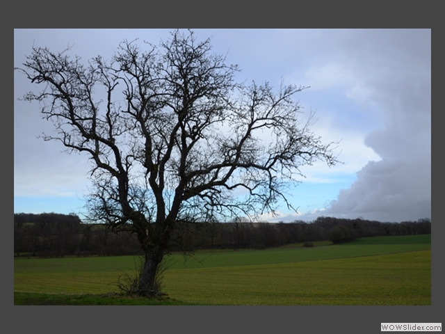 L'arbre nu