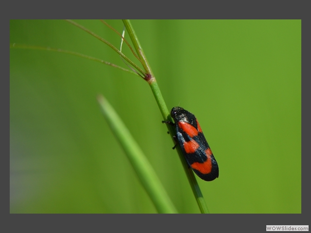 En rouge et noir 