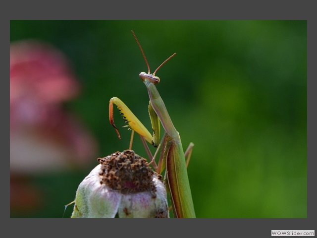 Regard sur le monde