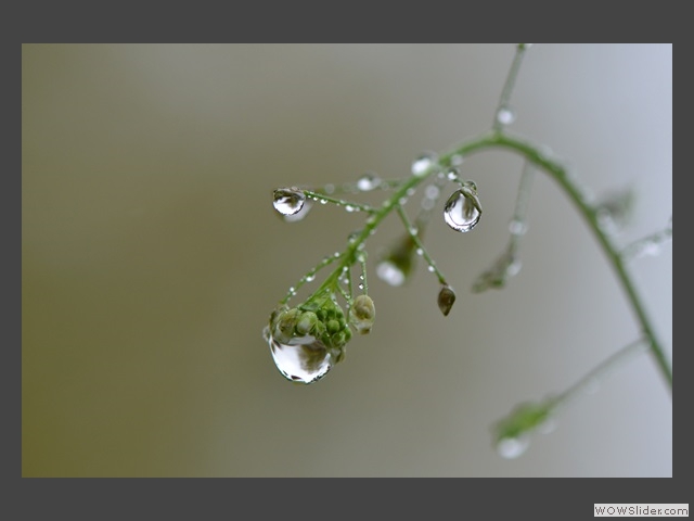 La goutte au nez