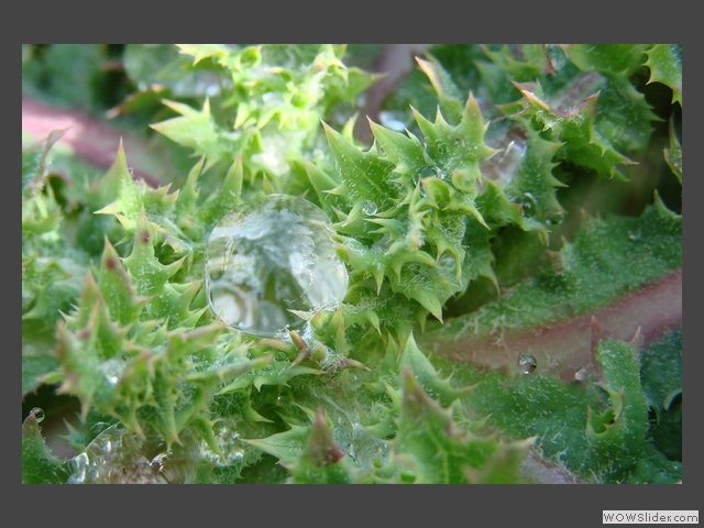 Regard de pluie