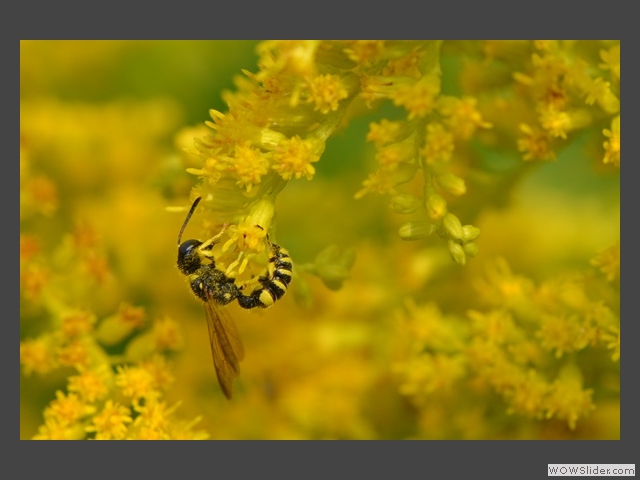 Jaune merveilleux 