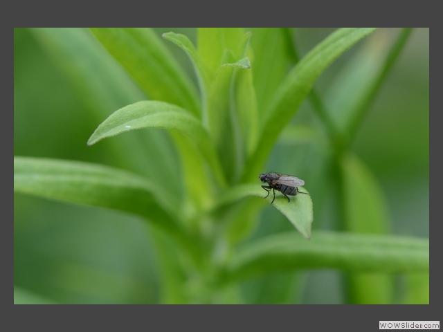 Mouche posée