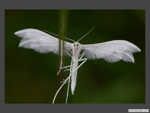 L'ange blanc 