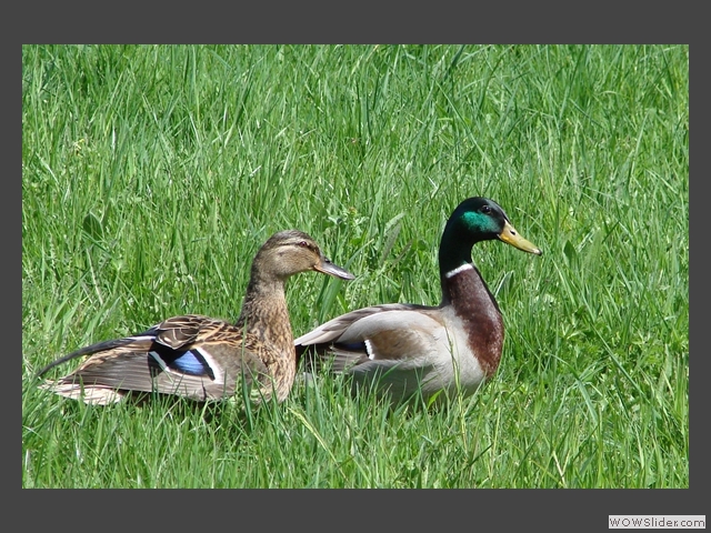 Balade en amoureux