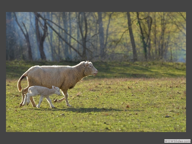 Petit tour dans le pré