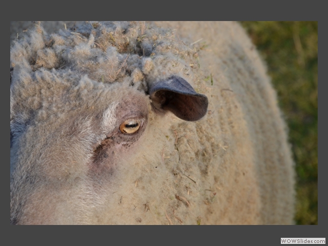 Regard maternel